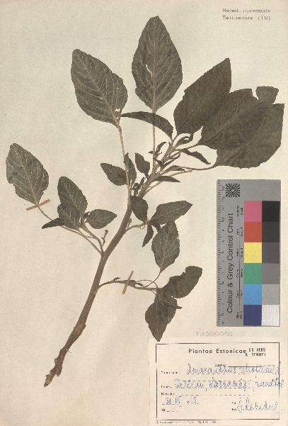 spécimen de Amaranthus retroflexus