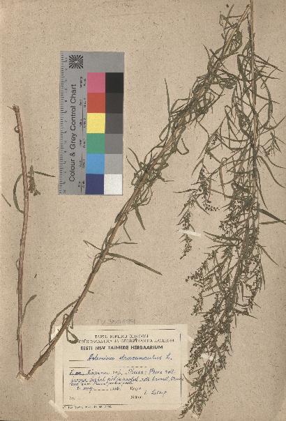 spécimen de Artemisia dracunculus