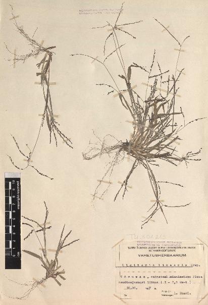 spécimen de Digitaria linearis