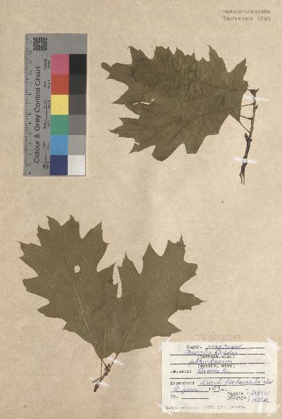 spécimen de Quercus borealis