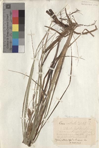 spécimen de Carex rostrata