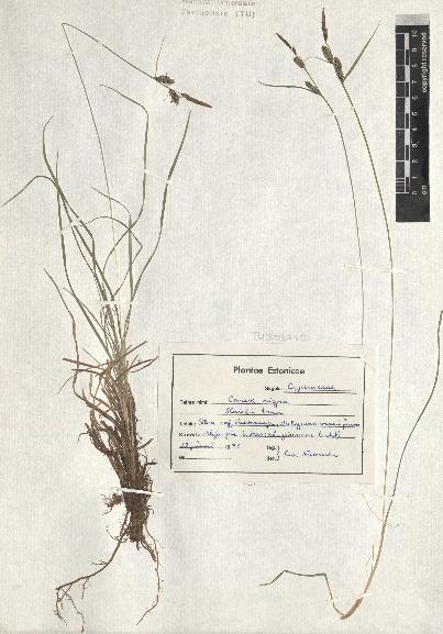 spécimen de Carex nigra