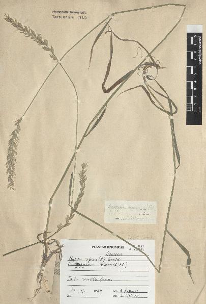 spécimen de Elymus repens