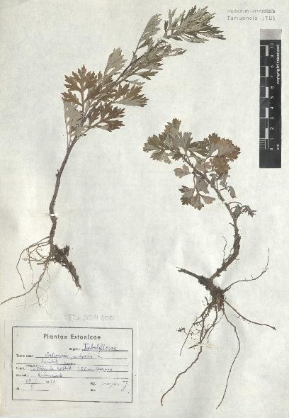 spécimen de Artemisia vulgaris