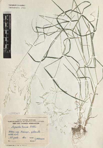 spécimen de Agrostis tenuis