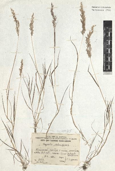 spécimen de Agrostis stolonifera