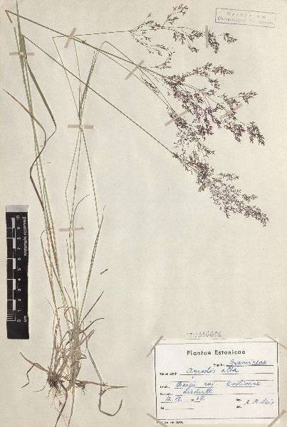 spécimen de Agrostis alba