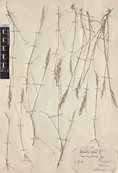 spécimen de Agrostis alba