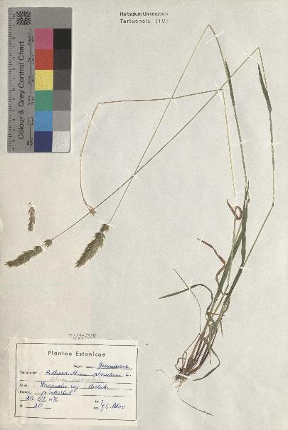 spécimen de Anthoxanthum odoratum