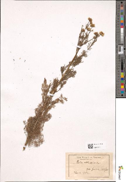 spécimen de Anthemis altissima