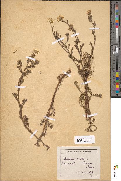 spécimen de Anthemis mixta