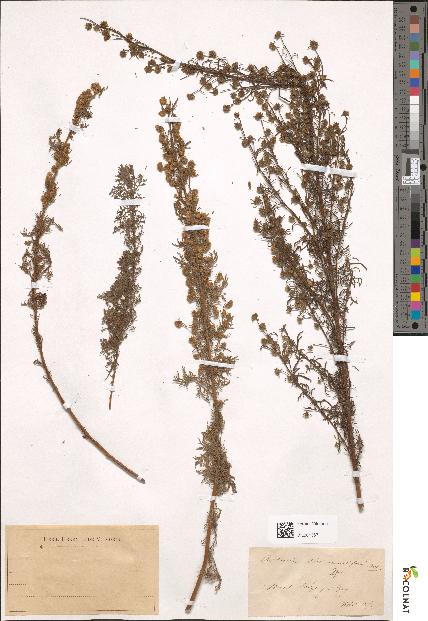 spécimen de Artemisia chamaemelifolia