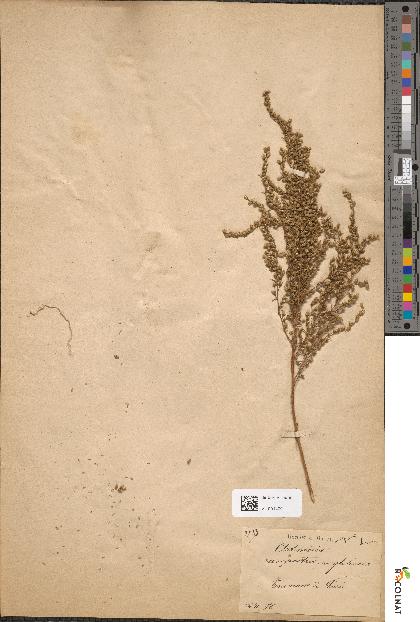 spécimen de Artemisia glutinosa