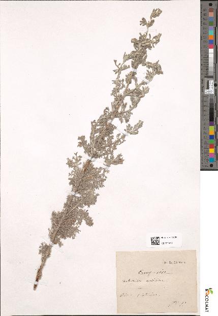 spécimen de Artemisia maritima
