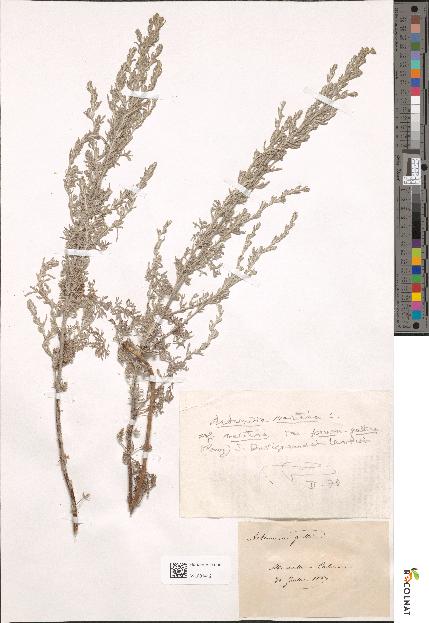 spécimen de Artemisia maritima
