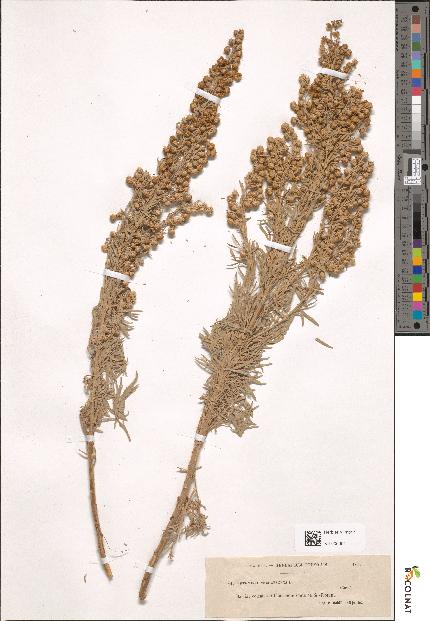 spécimen de Artemisia arborescens