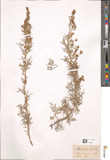 spécimen de Artemisia arborescens