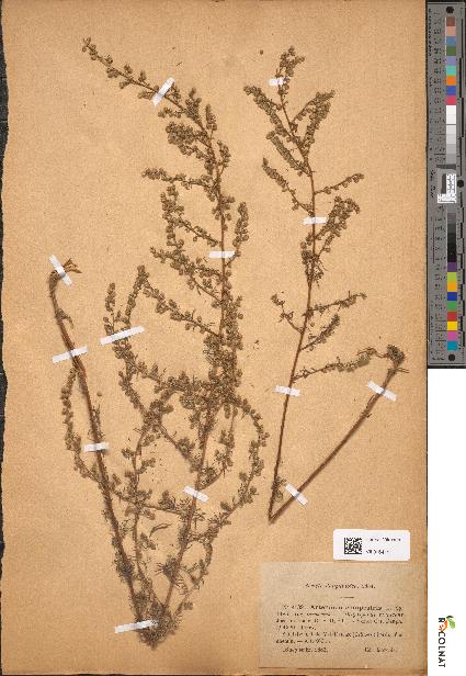 spécimen de Artemisia campestris