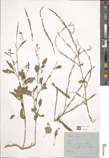 spécimen de Brassica nigra