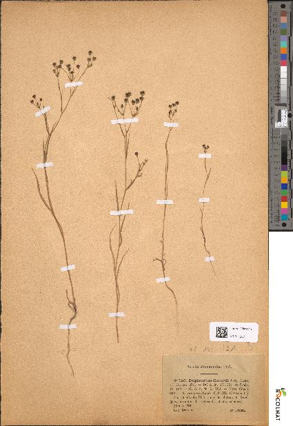 spécimen de Bupleurum gerardii