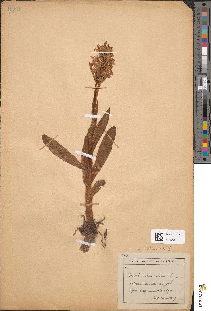 spécimen de Dactylorhiza sambucina
