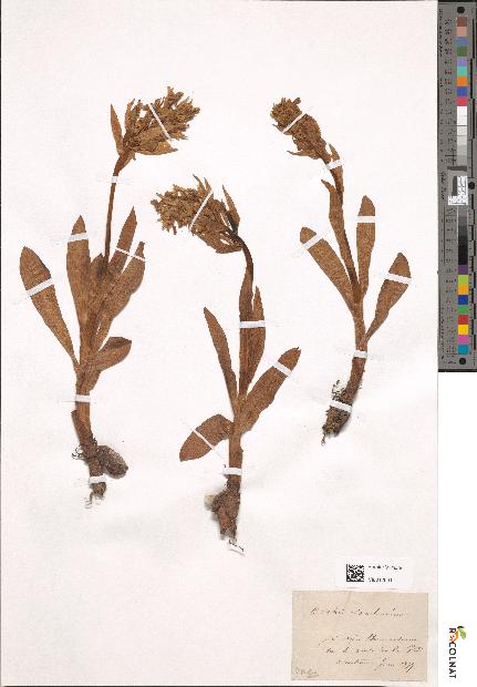spécimen de Dactylorhiza sambucina