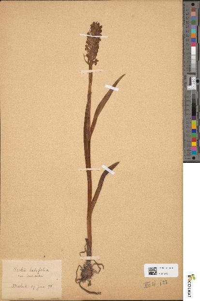 spécimen de Dactylorhiza incarnata