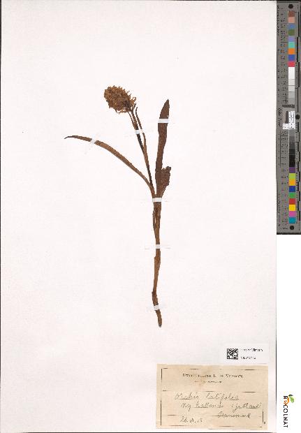 spécimen de Dactylorhiza praetermissa