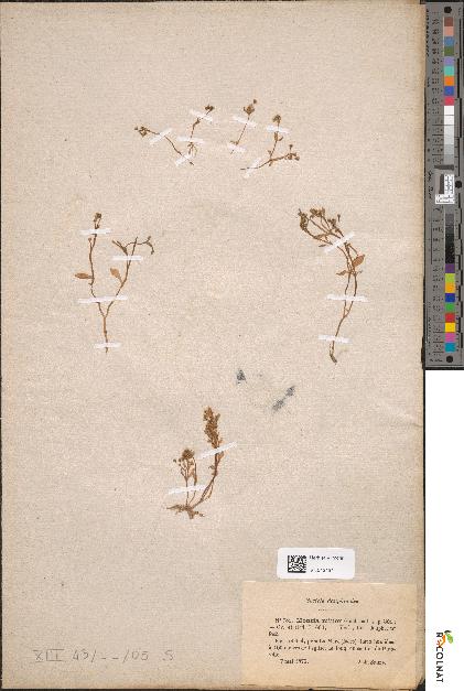 spécimen de Montia fontana