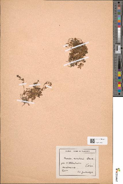 spécimen de Montia rivularis