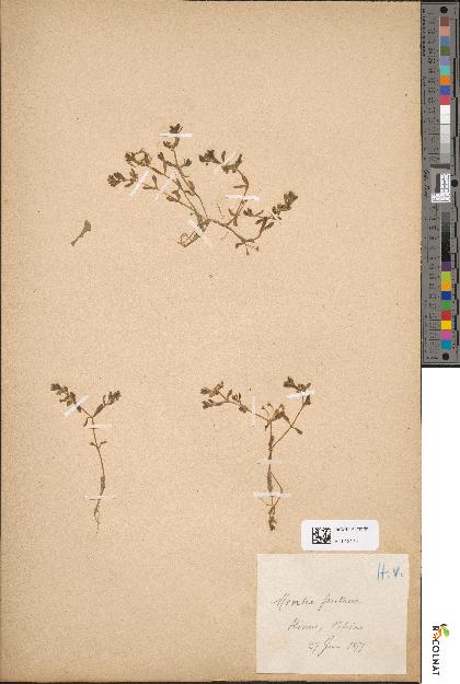 spécimen de Montia rivularis