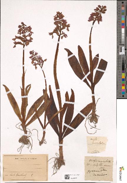 spécimen de Dactylorhiza maculata