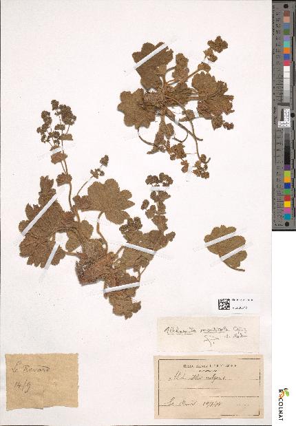 spécimen de Alchemilla xanthochlora