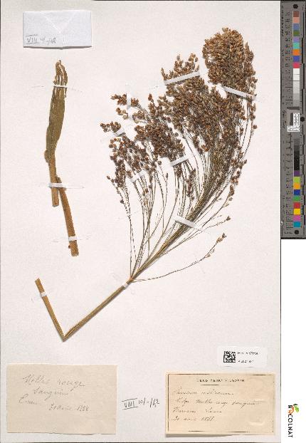 spécimen de Panicum miliaceum