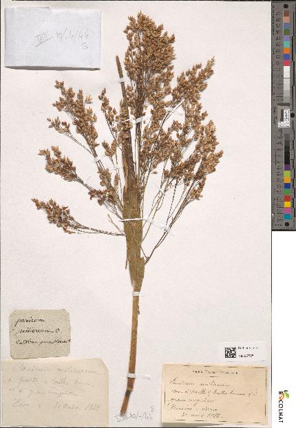 spécimen de Panicum miliaceum
