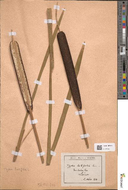 spécimen de Typha latifolia