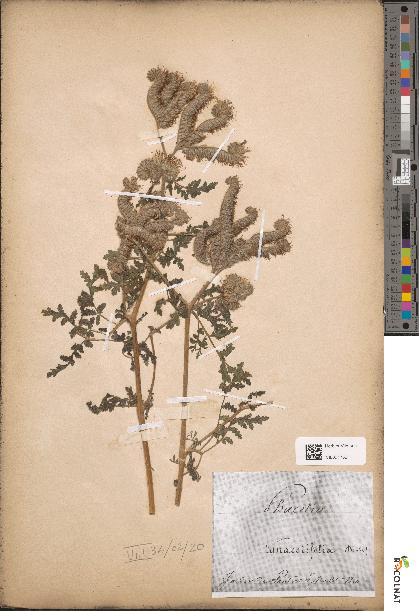 spécimen de Phacelia tanacetifolia