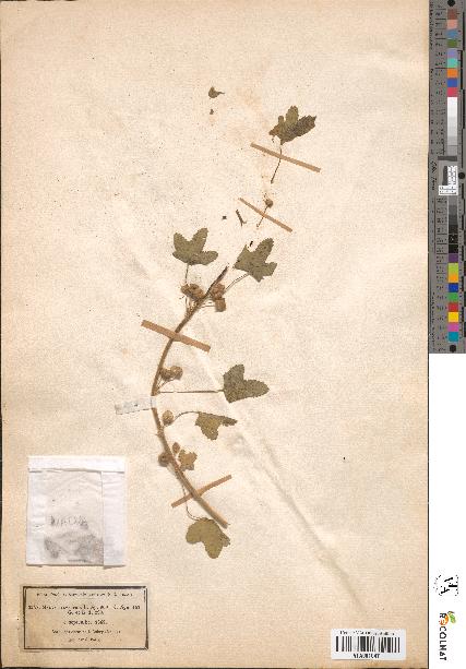 spécimen de Malva sylvestris