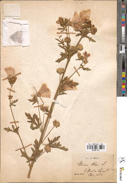 spécimen de Malva alcea