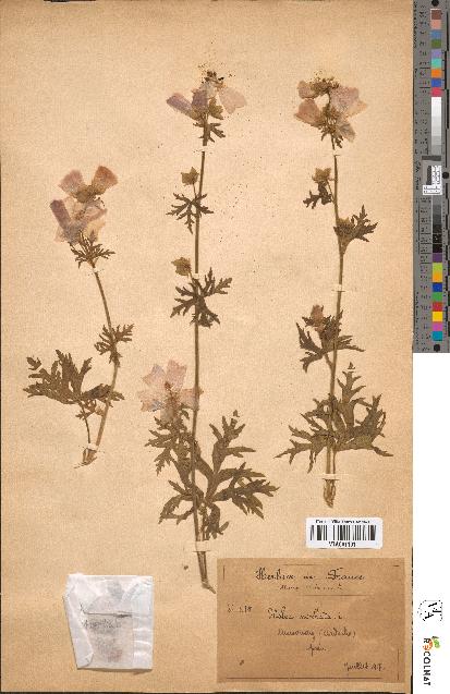 spécimen de Malva moschata