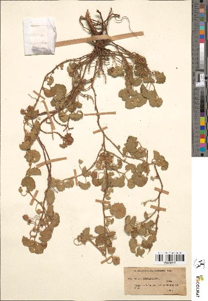 spécimen de Malva sherardiana