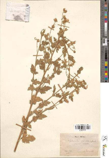spécimen de Sphaeralcea miniata