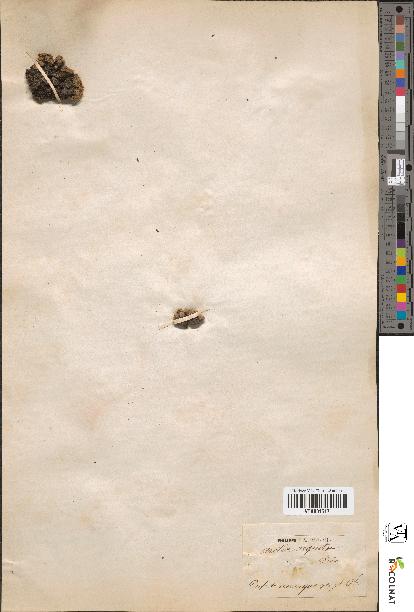 spécimen de Androsace imbricata