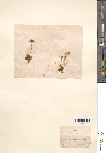 spécimen de Androsace obtusifolia