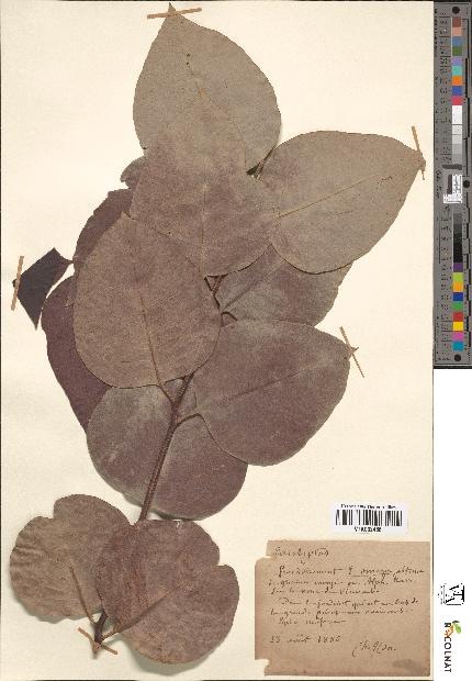 spécimen de Eucalyptus sp.