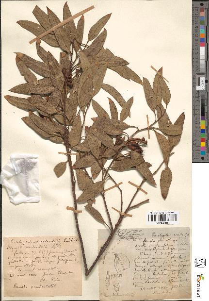 spécimen de Eucalyptus occidentalis