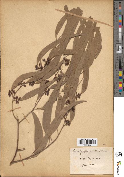 spécimen de Eucalyptus melliodora
