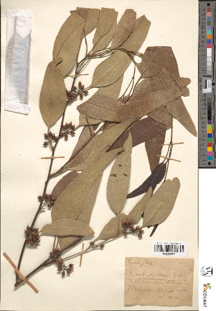 spécimen de Eucalyptus rostrata