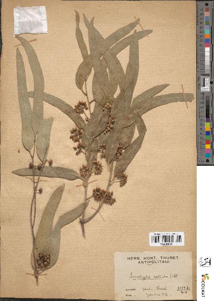 spécimen de Eucalyptus rostrata