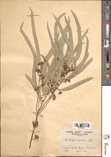 spécimen de Eucalyptus rostrata